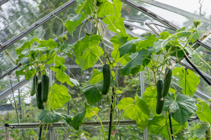 Xiyarı  hörümçək gənəsindən   xilas etməyin sadə yolları