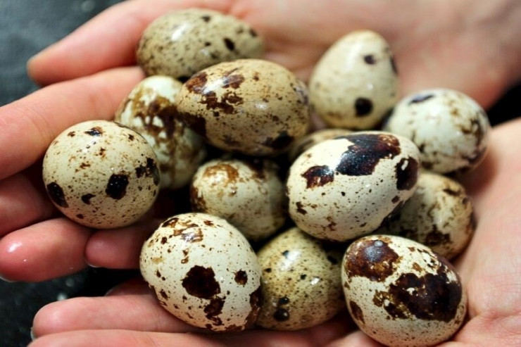 Hansı yumurta daha sağlamdır: toyuq, yoxsa bildirçin? 