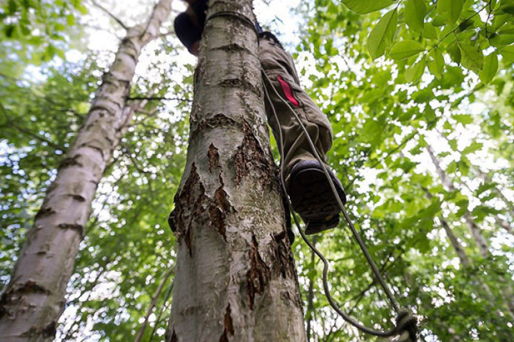 Göyçayda 71 yaşlı kişi ağacdan yıxılıb öldü 
