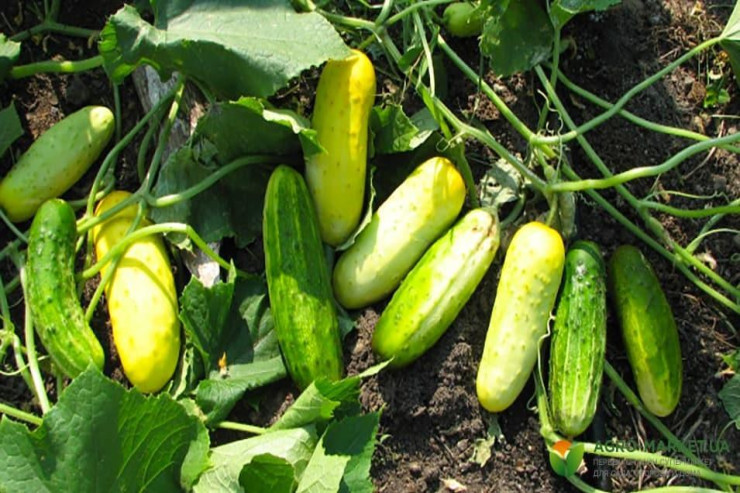 Niyə xiyar  məhsul verməyi   dayandırıb? - Əsas səhvləriniz  AÇIQLANDI