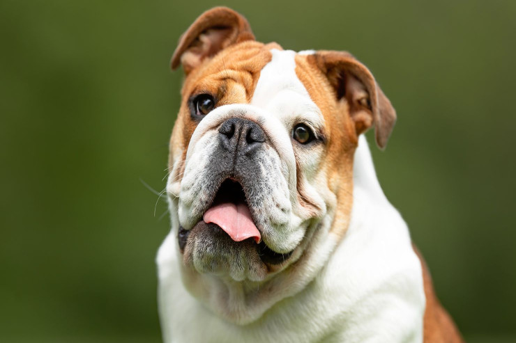 Bulldogların sosial bacarıqları:  Düzgün sosiallaşmaya necə nail olmaq olar?