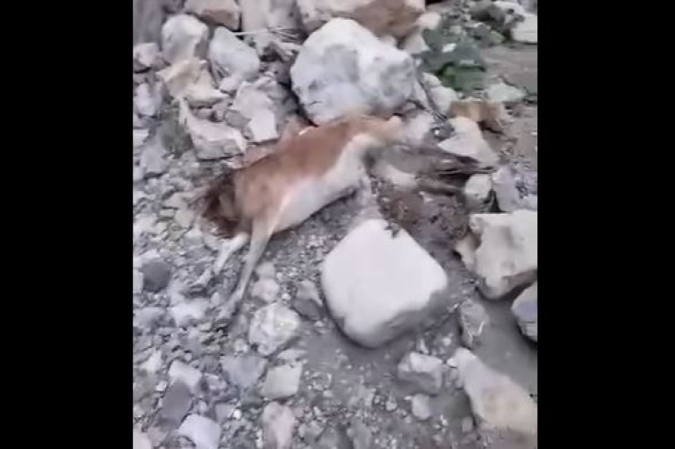 Kəlbəcərdə dağ keçilərinin ölümü ilə bağlı araşdırma BAŞLADI  - VİDEO 