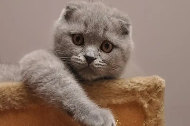 Ən yaraşıqlı pişik cinsləri 