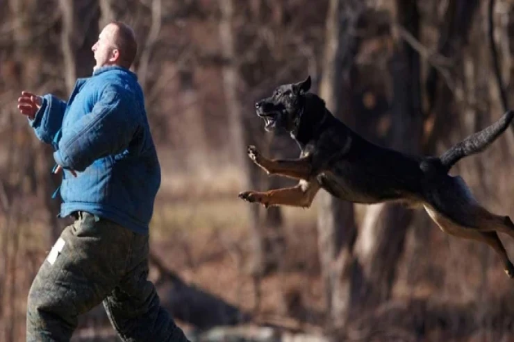 Hansı it cinsləri insan yeyir? 