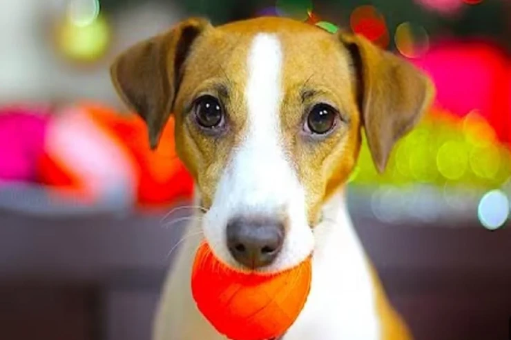 Evə gələndə itlər  sizə niyə oyuncaq   gətirirlər: Üç SƏBƏB 