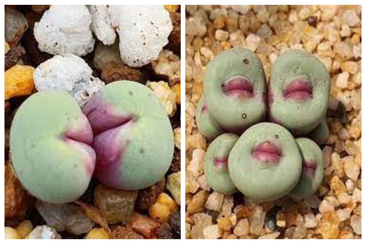  "Öpüşən çiçək"   görənləri heyrətləndirir