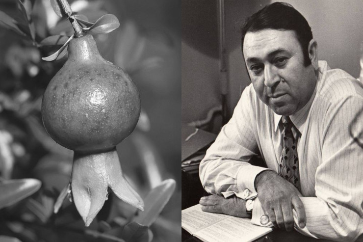 “Nar ağacı, nar çiçəyi”nin maraqlı tarixçəsi – Ağac hələ də qalır 