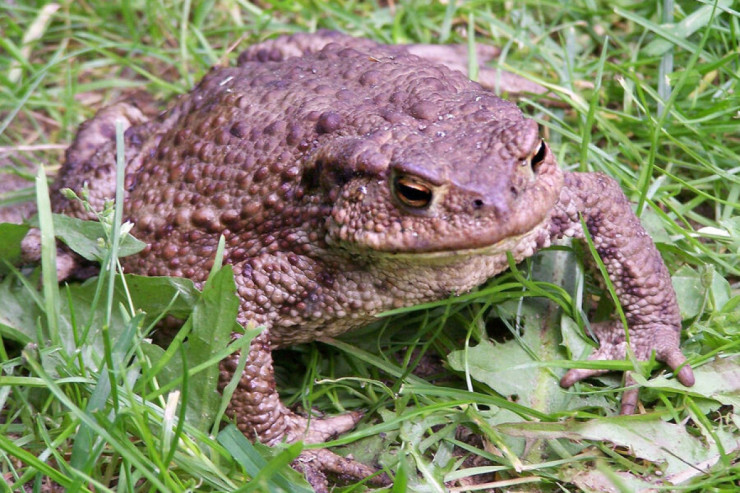 Qurbağalar üçün tunellərin tikintisinə yarım milyon xərclənəcək 