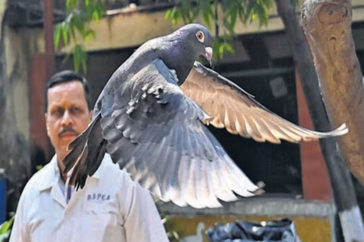 Casusluqda  şübhəli bilinən   göyərçin AZADLIQDA