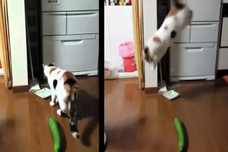 Pişiklər xiyardan niyə qorxur?