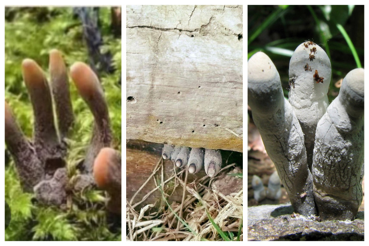 Bu bitkini görənlər  polisə zəng edir,   adı da özü qədər  qorxuludur 