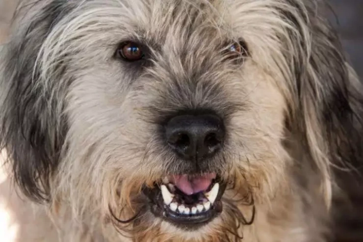  Bu səbəbə görə   itlərin burnuna vurmaq olmaz