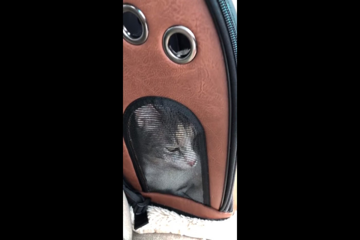 Qorxudan danışan pişik gündəm oldu - VİDEO 