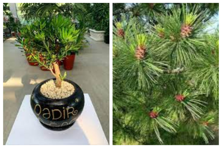 “Qədir ağacı” nədir? - Belə yaranıb 