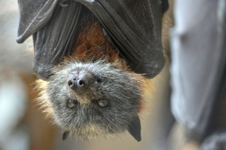 Yarasalarda da mürəkkəb düşünmə  qabiliyyəti var