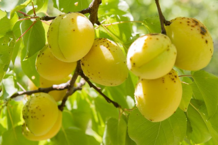 Ərik yemək üçün ən azı 3 SƏBƏB 