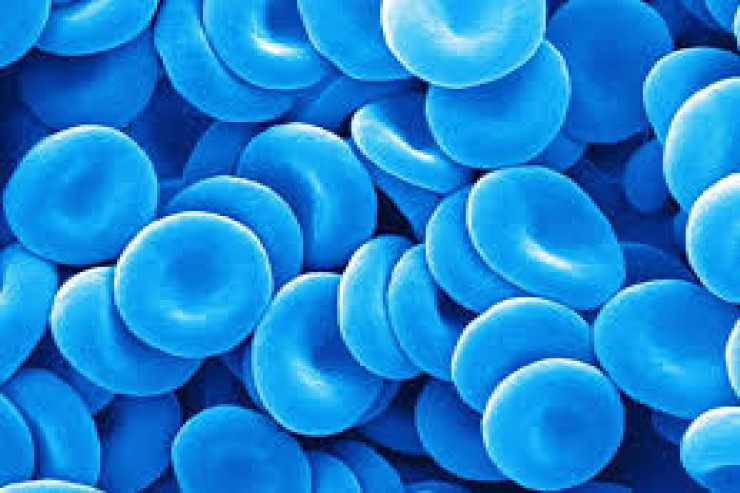 Bu canlının qanı mavi rəngdədir 