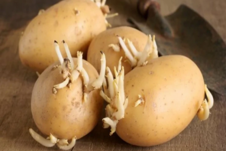 Kartofun yanına  bu meyvəni qoyun: CÜCƏRMƏYƏCƏK