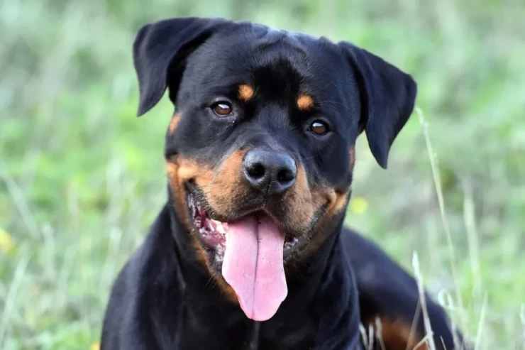 Rottweilerin təlim sirləri:  İtaət və sadiqliyi necə qazanmaq olar?