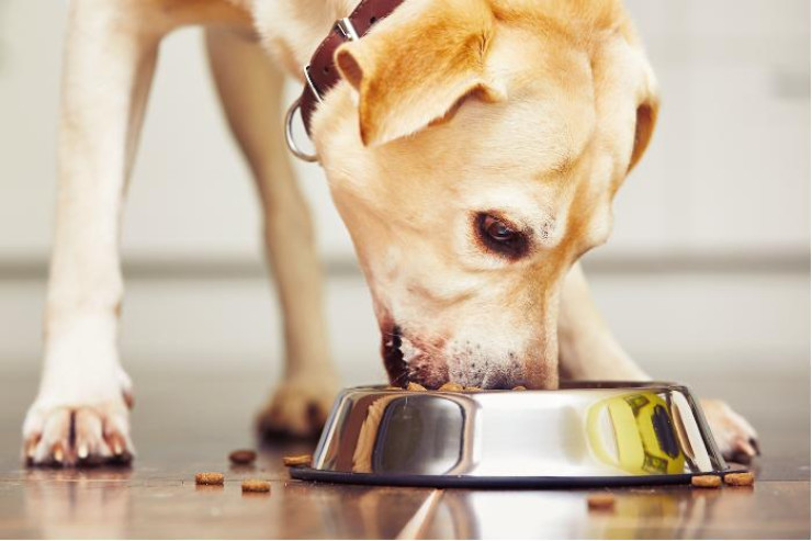 Niyə it tərəvəzlə qidalanmalıdır? - İDEAL PƏHRİZ 