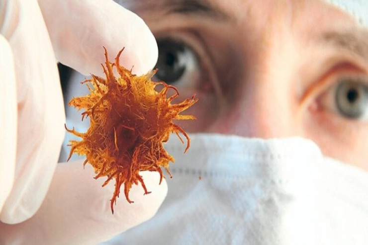 Bu qidaların xərçəng əleyhinə  xüsusiyyətləri var