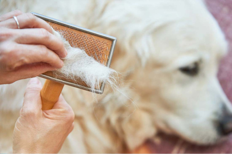 İt, pişik saxlayanların DİQQƏTİNƏ  – Tüklər asan təmizlənir