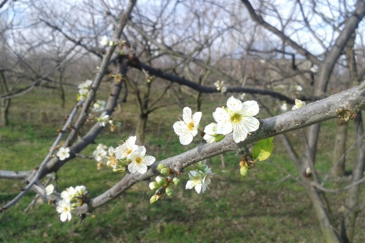 Zaqatalanın dolu vuran kəndində ağaclar yenidən çiçək açdı - VİDEO 