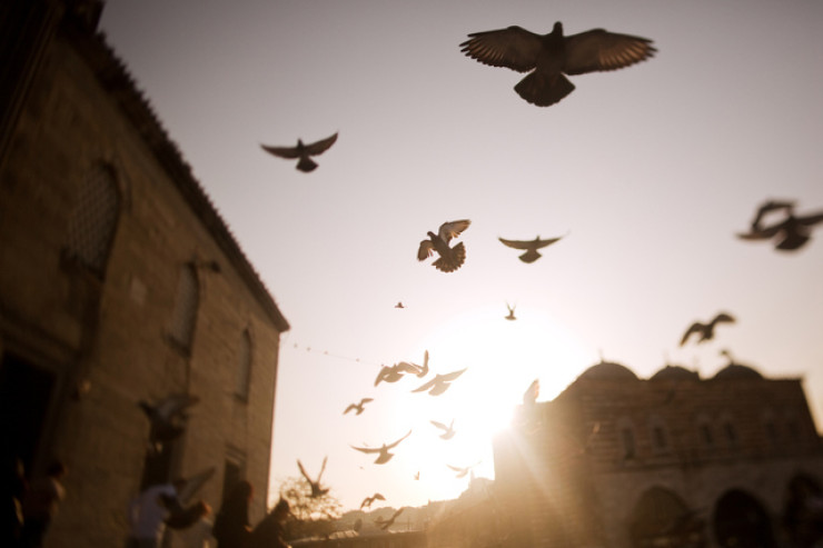 Peyin qoxusu verən quşdan uça bilməyən quşa qədər - 5 qəribə quş növü 