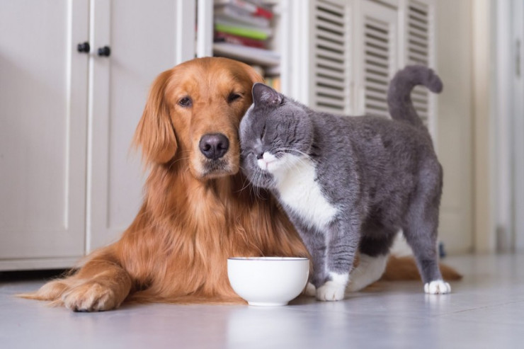 İt və pişik üçün  hansı musiqi   çalınmalıdır?