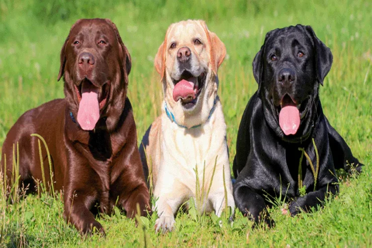 Labrador retriever itinin qidalanması və sağlamlığı 