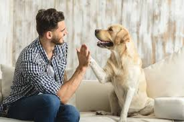 İtlər sahibinin stresli olduğunu  necə anlayır?