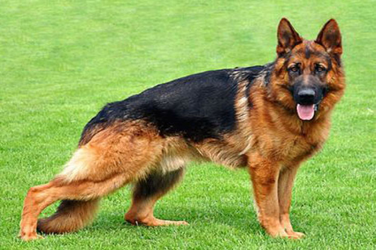 Alman çoban itlərinin yüksək səviyyəli sağlamlıq problemləri  