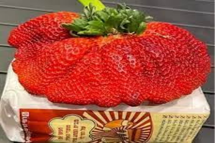 Dünyanın ən böyük  çiyələyi