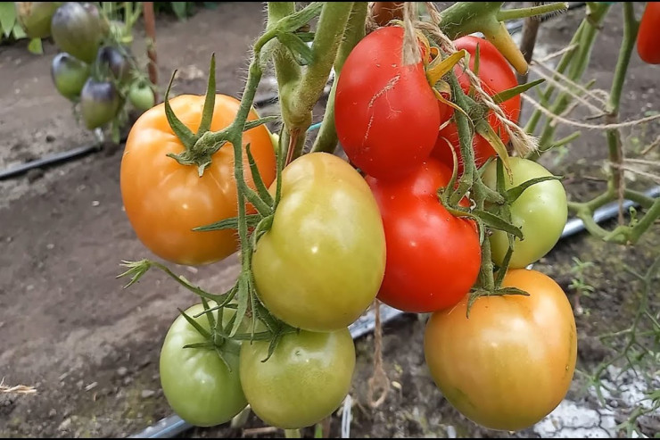 Araqla pomidorun rəngini tez qızartmaq  üsulu - Bunu bilirdiniz? 