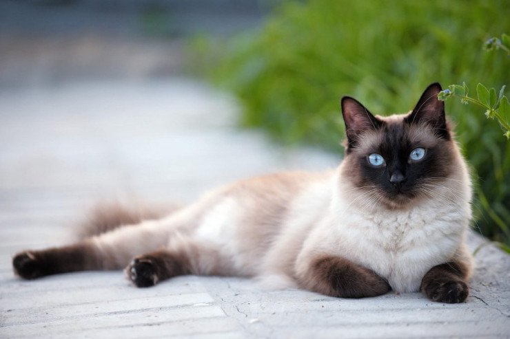 Siam pişiklərinin optimal məşqi və fiziki fəaliyyəti 