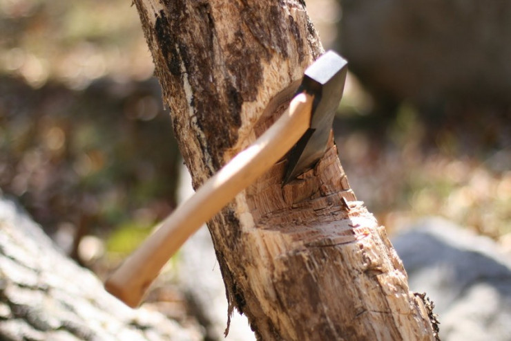 Ağac kəsən azərbaycanlı həbs olundu