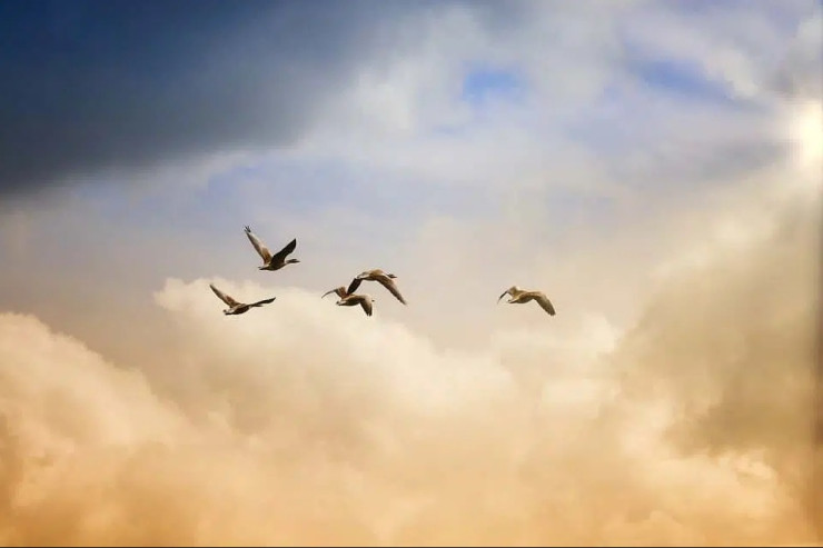 10 ay dayanmadan uçan  quş -  VİDEO 