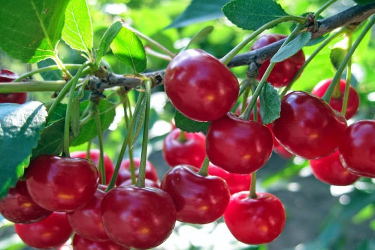 Gündə nə qədər  albalı   yemək olar?