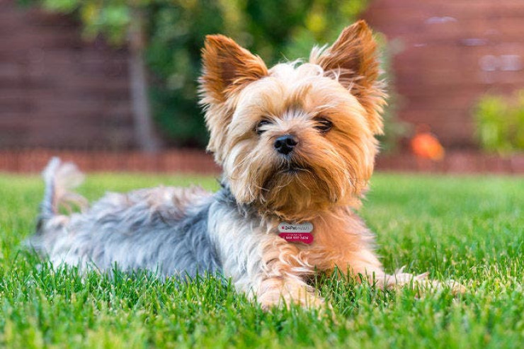 Yorkshire Terrier itinin  təlimi ilə bağlı bəzi ipuçlar
