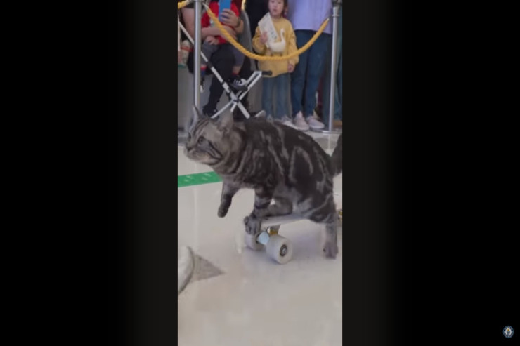 Qeyri-adi pişik  "Ginnesin Rekordlar Kitabı"na düşüb - VİDEO 