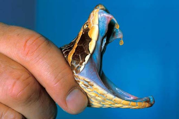 7 dəfə ilan sancan alimlə TÜKÜRPƏDƏN faktlar barədə söhbət – Elm və Helm 