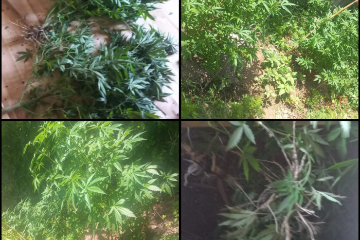 Rayonda narkotik əkib-becərən  qardaşlar tutuldu