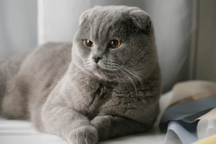 Scottish Fold pişiyini  saxlamaq neçəyə başa gəlir?