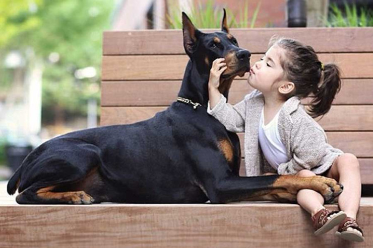 Doberman itinin  sağlamlıq problemləri