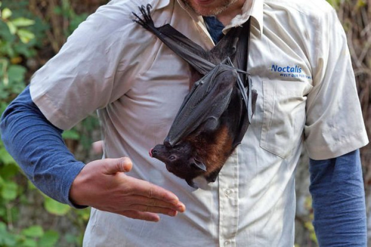 Konsert zamanı yarasa  müğənnini dişlədi 