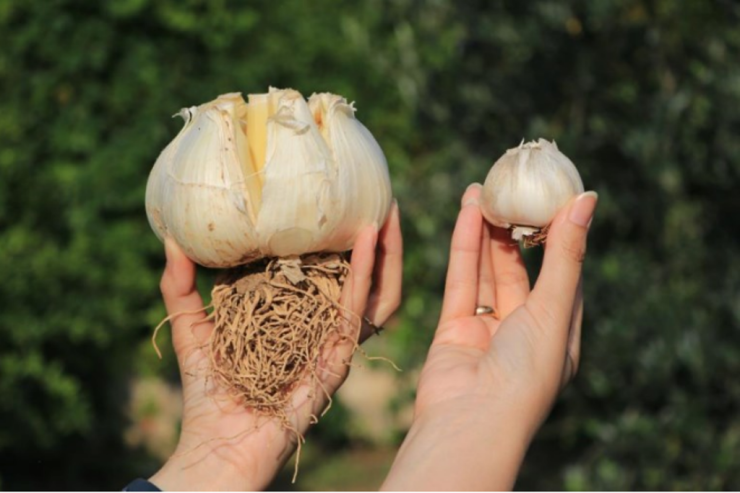 Bu sarımsağı görən  bir daha baxır