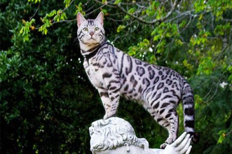 Benqal pişiyini  saxlamaq neçəyə başa gəlir?