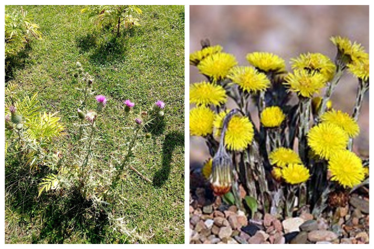 Vərəmin ayaq altına sərilmiş dərmanı - Dəvədabanı 