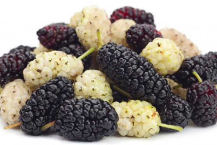 Xərçəngə düşmən, gözəlliyə dost, qanazlığına çarə olan TUT 