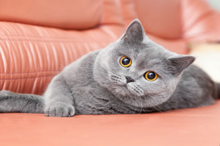 British Shorthair pişiyinin  ömrünü uzatmaq üçün vacib olan amillər